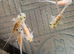 axolotl babies