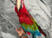 Stunning Hand Tame Talking Lovely Greenwing Macaw Parrot,22