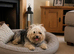 Small female Yorkie