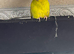 Kakariki for sale &ndash; &pound;75