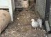 Snowflake Bobwhite Pair