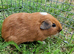 California x brothers Guinea pigs, ip3