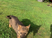 Last one beautiful German shepherd puppy