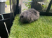Sable and black double mane mini lion lop baby rabbits girls