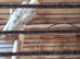 pair of cockatials