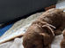 Cavapoo pups fb1