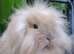 Mini lionlops available now