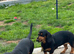 dachshunds