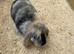 Stunning Baby mini lop rabbits