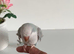 Baby Quaker Glasgow