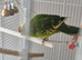 Young Kakirikis