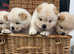 White polar chow chow stud duties only