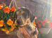 Beautiful silver dapple dachshund