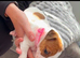Jack Russel pups