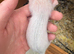 Ferret Hobs bew/silver