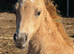 Palomino British riding pony colt yearling