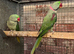 Breeding pr alexandrines