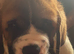 READY Now! Beautiful baby Saint Bernards