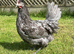 Coloured hybrid hens at pol