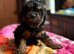 Quality DNA clear mini phantom labradoodles