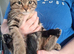 Tabby cat kittens