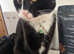 friendly cat to good home