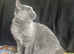 Scottish fold for sale