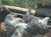 Silver Campine female chickens