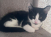 Gorgeous 12week Old Mixed Breed Kittens