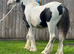 Black and white colt