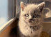 Gorgeous GCCF BSH Kittens