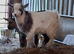 Pygmy billy kid ready now