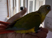 Tame and Hand reared baby conure