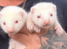 Albino ferret babies