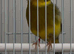Canary gloster for sale