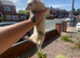 Litter of 5 available from 10/7/26 pure silver mitt x half micro silver mitt(small)