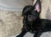 Chihuahua mix miniature poodle