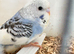baby budgies ready in 3 weeks  plus other available now