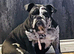 bulldog