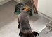 20 month Male Presa Canario