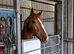 Super talented ponyclub/ridingclub type