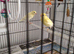Beautiful Mixed Canaries
