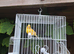 Male canary and cage