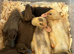 Runducks ducklings