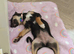 kelpie cross collie (Hallie)
