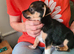 Chihuahua X Boy Puppies x 3 boys