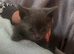 3 black and one grey kittens for sale