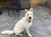 White German Shepherd 11 month old