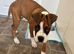 Boxer girl looking for a forever home
