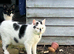 Two cats